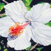 White Hibiscus Flower Art paint by numbers