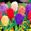 Aesthetic Hyacinth Flowers paint by numbers