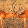 Impalas paint by numbers