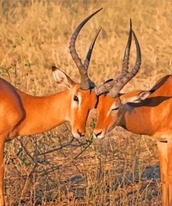 Impalas paint by numbers