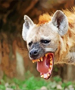 Mad Hyena paint by numbers