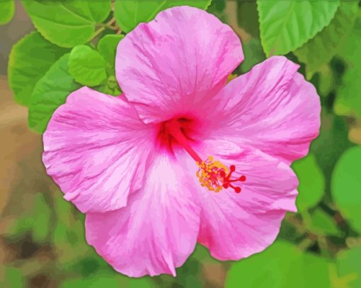 Pink Hibiscus paint by numbers