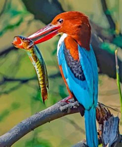 Thoated Kingfisher Bird paint by numbers