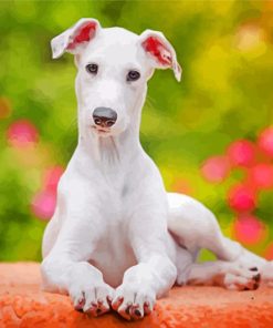 White Grehound Puppy paint by numbers