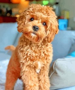 Cavapoo Puppy paint by numbers