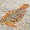 Common Quail paint by numbers