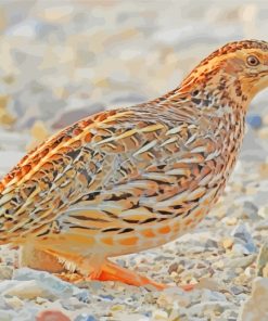 Common Quail paint by numbers