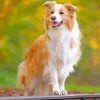 Australian Border Collie paint by numbers