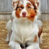 Golden Border Collie Pet paint by numbers