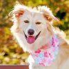 Cute Golden Border Collie paint by numbers