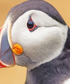 Puffin Bird Head paint by numbers