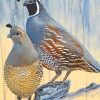 Quails Birds paint by numbers