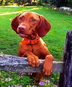 Vizsla Dog Breed panels paint by numbers