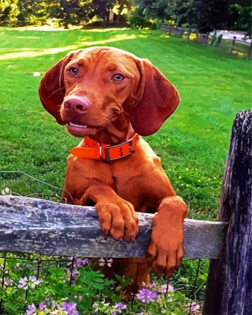 Vizsla Dog Breed panels paint by numbers