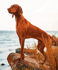 Vizsla Dog paint by numbers