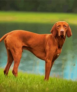 Brown Vizsla Dog paint by numbers