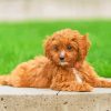 Aesthetic Cavapoo paint by numbers
