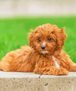 Aesthetic Cavapoo paint by numbers