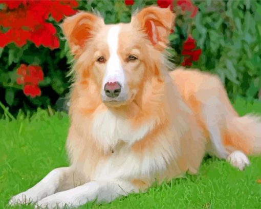 Aesthetic Golden Border Collie paint by numbers