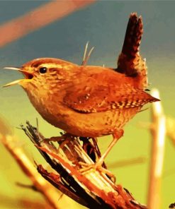 Baby Wren paint by numbers