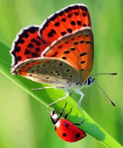 Ladybug And Butterfly paint by numbers