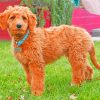 Adorable Goldendoodle paint by number