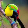 Aesthetic Tucan Bird Paint by number