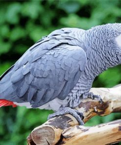 African Grey Parrot Bird paint by numbers