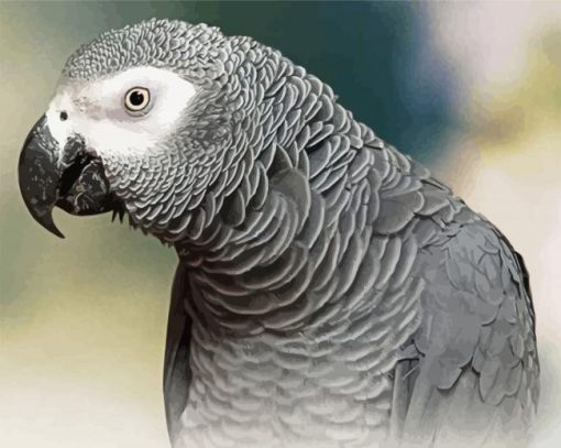 African Grey Parrot paint by numbers