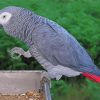African Grey Parrot Illustration paint by numbers