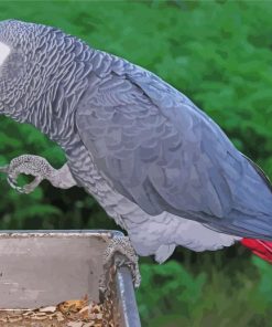 African Grey Parrot Illustration paint by numbers