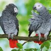 African Grey Parrots paint by numbers