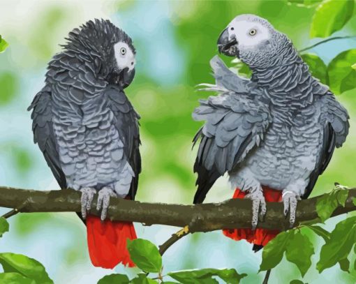 African Grey Parrots paint by numbers