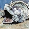 Alligator Snapping Turtle paint by numbers