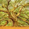 Angel Oak Tree Paint by numbers