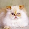 Angry Himalayan Cat Paint by numbers