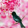Black Bulbul On Cherry Blossom paint by numbers
