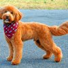 Brown Golden Doodle paint by number