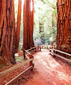 California Redwoods paint by numbers