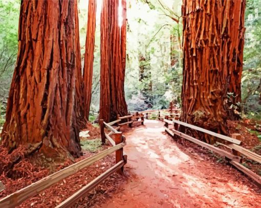 California Redwoods paint by numbers