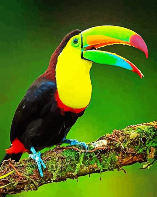 Colorful Tucan Bird Paint by number