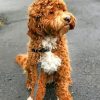 Cute Labradoodle paint by number