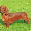 Dachshund Dog Paint by number
