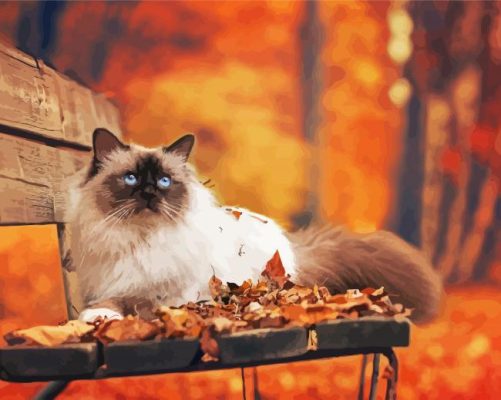 Himalayan Cat In Fall Paint by numbers