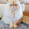 Himalayan Cat White Blue Eyes paint by numbers