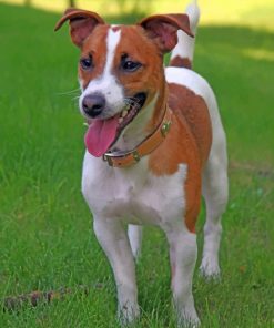 Jack Russell Terrier paint by numbers