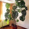 Monstera Pot paint by numbers