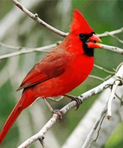 Northern Cardinal Alan Schmierer paint by numbers
