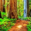 Redwoods Forest paint by numbers