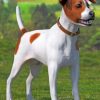 Spotted Jack Russel Terrier paint by numbers
